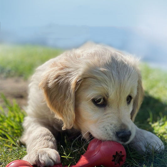 Dog Bite Resistant Rubber Grinding Toys